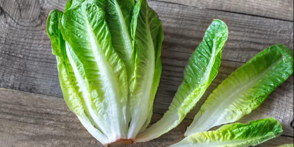 فوائد الخس للجسم