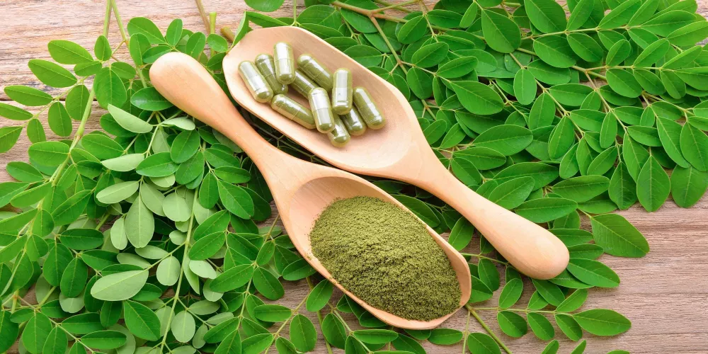 فوائد عشبة المورينجا